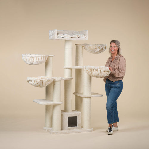 Maine Coon Fantasy Beige Plus