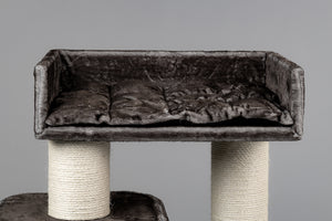Devon Rex Taupe grå