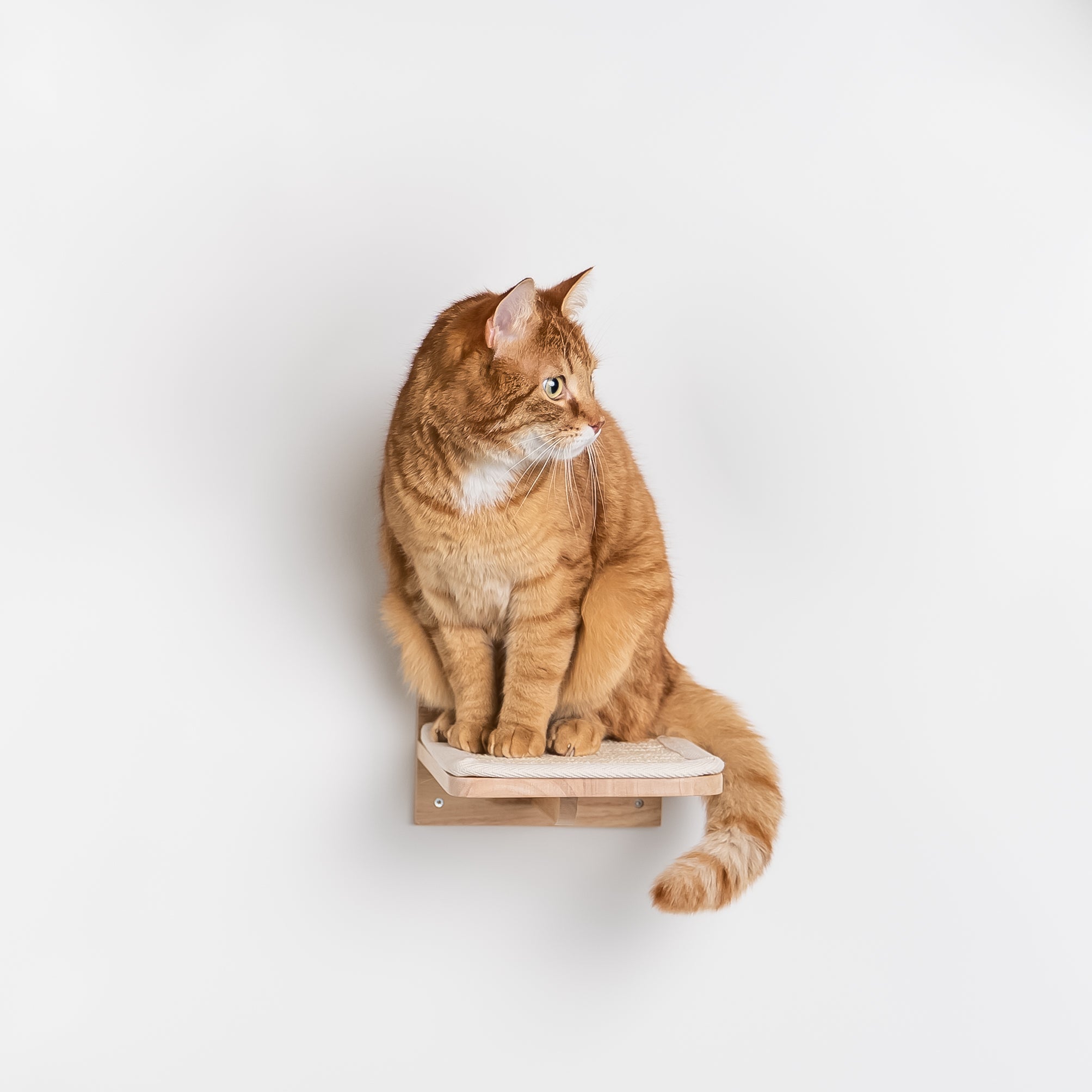 Misbruge ophobe maksimere Klatrevæg til katte - Vægplade - Sæt 3 (Beige) – RHR Pets DK